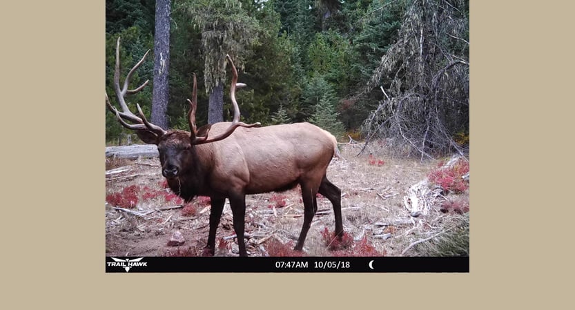 Nontypical elk.