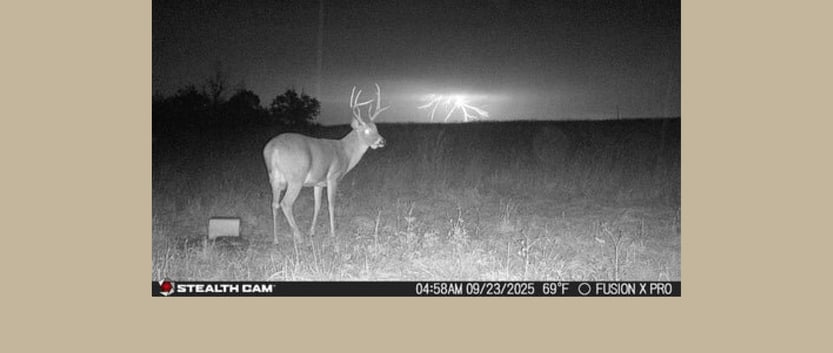 Whitetail with lightning in the background.