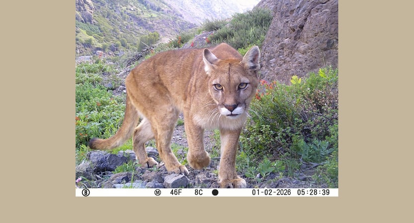 Mountain lion.