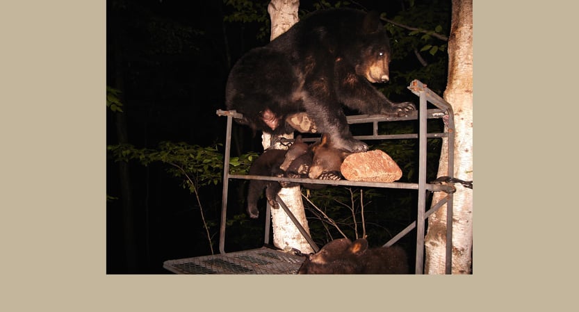 Bear and cubs.