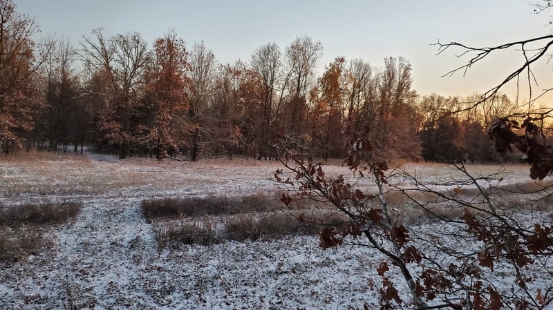 view from a tree stand during the whitetail bow hunt