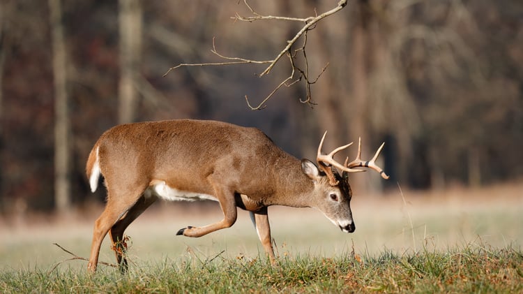 Whitetail buck creating a deer scrape.