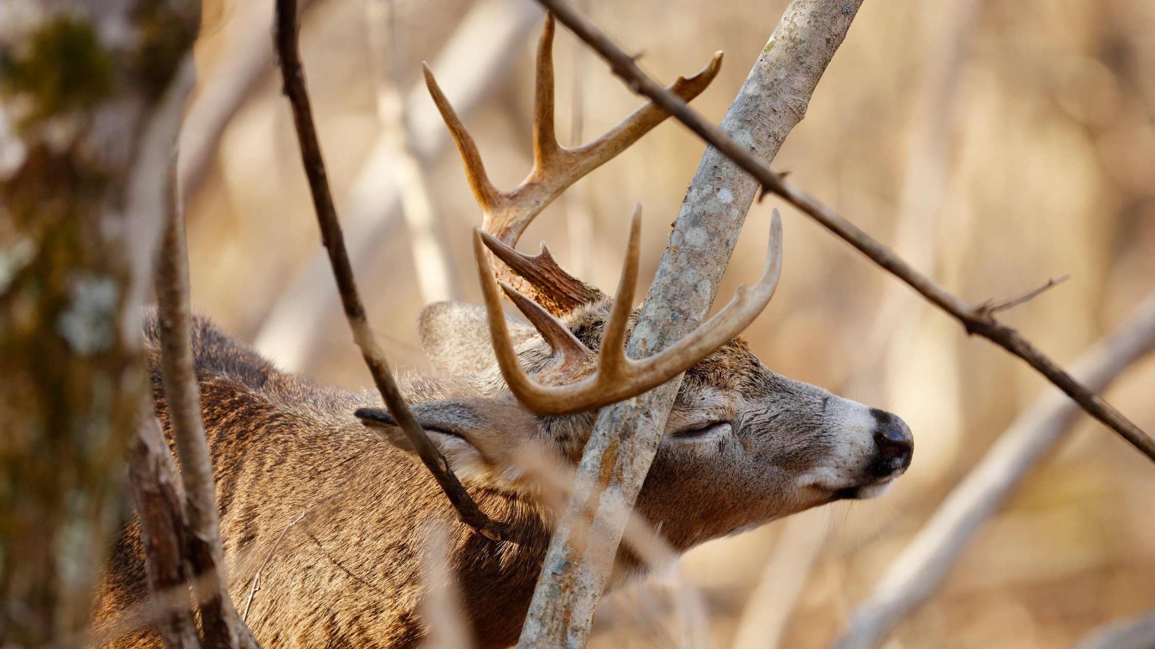 How to Hunt the Rut During Every Phase
