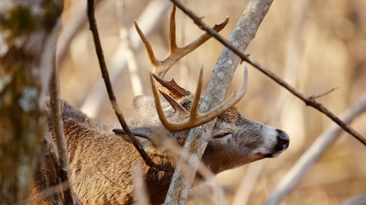 Whitetail buck creating a deer rub on a tree.