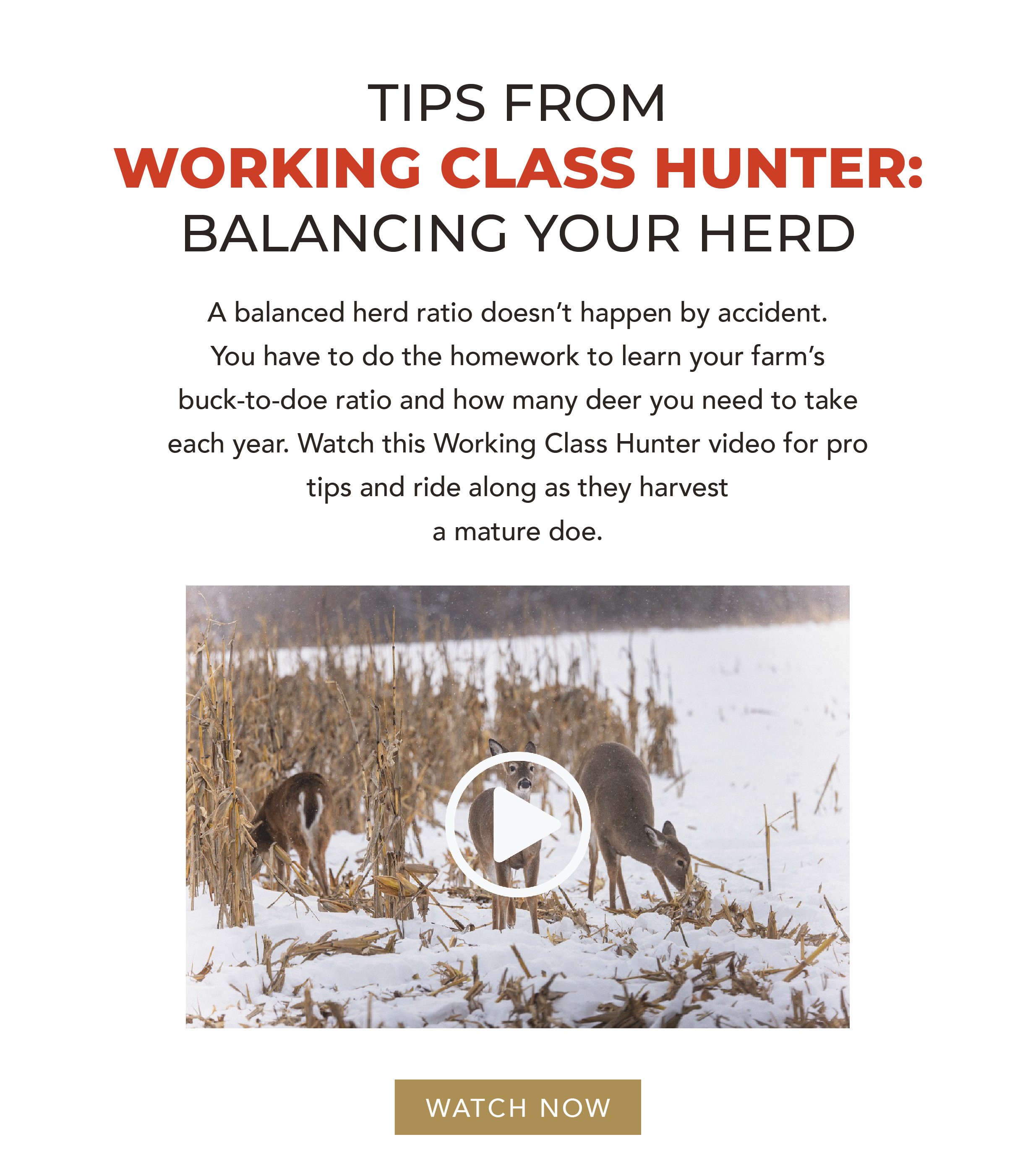 Tips from Working Class Hunter on Balancing Your HerdBody Copy: A balanced herd ratio doesn’t happen by accident. You have to do the homework to learn your farm’s buck-to-doe ratio and how many deer you need to take each year. Watch this Working Class Hunter video for pro tips and ride along as they harvest a mature doe.