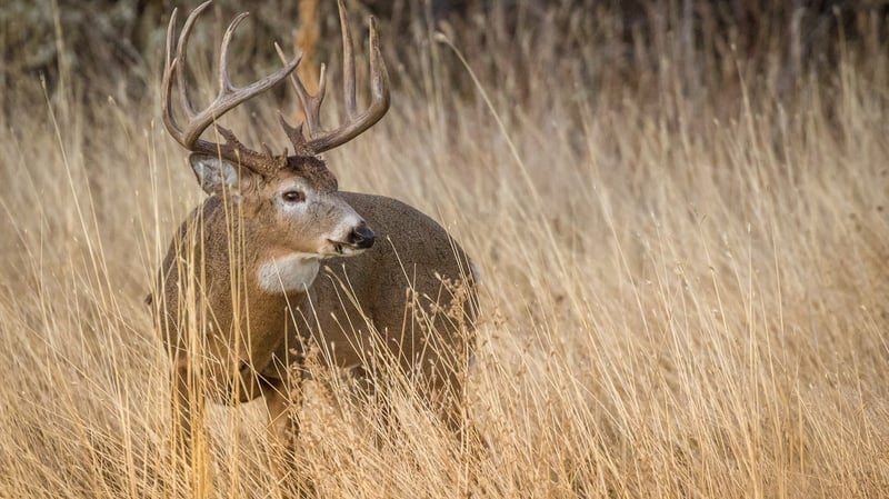 Mature whitetail buck