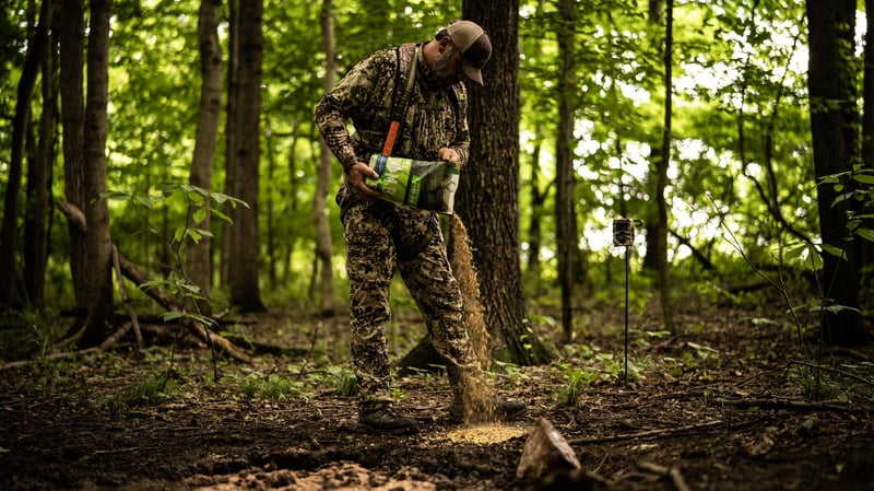 Learn how to attract big bucks with Cherry Bomb.