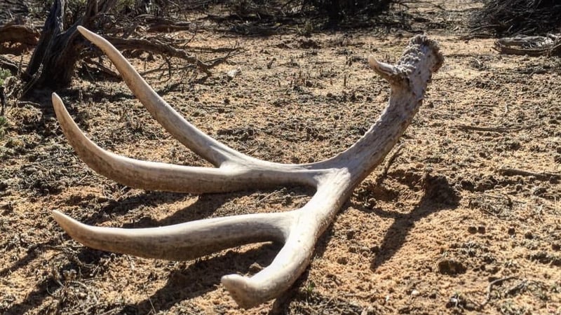 mule deer shed